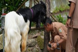 Peternak Gunungkidul mengharapkan dukungan UPT Puskeswan