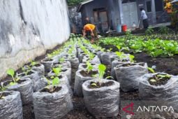 Lapas Banda Naira tanam 250 bibit sayuran wujudkan ketahanan pangan