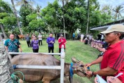 Pemkab Jembrana gelar layanan kesehatan ternak cegah penyakit
