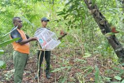 BKSDA Maluku lepasliarkan tujuh ekor burung endemik hasil penyelamatan ke Hutan Aru