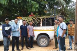 Riau selamatkan anak Gajah Sumatera tersesat