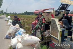 TNI turut kawal panen gabah petani Kedungwaringin Bekasi