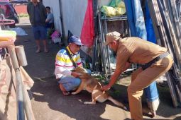 Pemkab Buleleng gencarkan vaksinasi cegah rabies