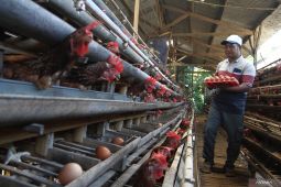 Indonesia surplus telur di tengah eggflation global sehingga berpotensi ekspor