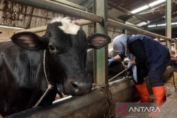 DKPP Bandung rutin mengawasi kesehatan hewan ternak cegah bakteri brucella