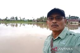 Banjir landa Angkola Muaratais Tapsel, puluhan hektare sawah tergenang