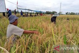 "Katto Bokko" upacara adat panen yang masih dipertahankan di Maros