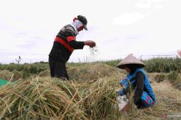 Dinas Pertanian Bekasi targetkan produksi gabah kering 500.000 ton pada 2025
