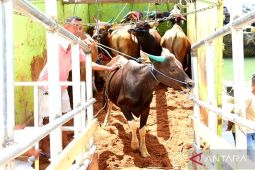 Gubernur Gorontalo lepas pengiriman sapi ke Kalimantan