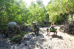 Kodim 1510 tanam 1.000 bibit mangrove di Kepulauan Sula