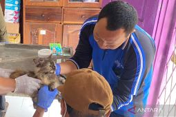 Pemkab Mukomuko targetkan vaksinasi rabies pada hewan tuntas April