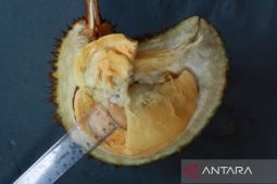 Durian tembaga Bangka Barat tercatat sebagai SDG