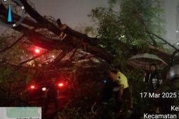 Hujan dan angin kencang sebabkan pohon tumbang