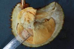 Kemenkum: Durian tembaga Bangka Barat tercatat sebagai SDG