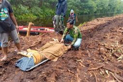 Seekor harimau sumatera masuk kandang jebak BBKSDA Riau