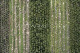 Pengacara asal Kalteng surati Presiden RI terkait penyitaan lahan sawit