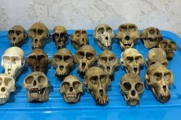 Kemenhut tangkap dua warga Sukabumi lakukan perdagangkan satwa dilindungi