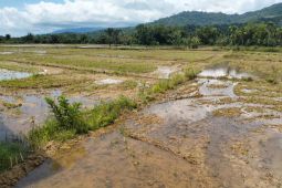 Petani Abdya garap 50 persen sawah untuk musim tanam gadu 2025