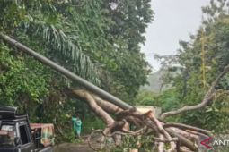 BPBD OKU Selatan  evakuasi pohon tumbang di tiga desa