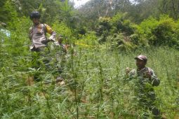 Kemenhut bantah pembatasan drone terkait penemuan ladang ganja di kawasan TNBTS
