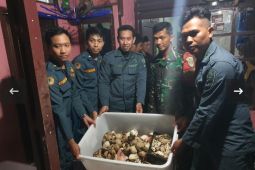 Kemenhut gagalkan perdagangan puluhan bagian tubuh satwa dilindungi asal Sukabumi