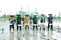TNI dan Pemkab Serdang Bedagai produksi padi varietas unggul