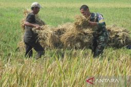 Lanud SIM panen padi dukung ketahanan pangan