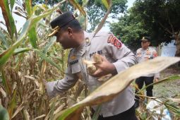 Polres Langkat panen raya jagung dukung ketahanan pangan