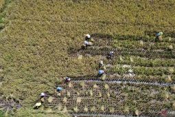 Karantina Gorontalo dukung peningkatan kualitas hasil pertanian