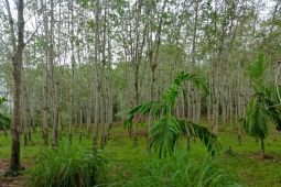Petani karet sambut baik pembangunan pabrik ban