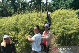 Dari kemudi ke cangkul, menanam harapan di ladang cabai