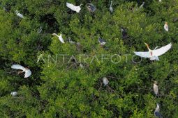 Populasi burung kuntul yang terancam punah
