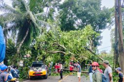 PLN minta masyarakat waspadai pohon tumbang timpa jaringan listrik