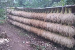 Produksi panen padi huma masyarakat Badui turun