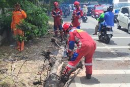Petugas evakuasi pohon tumbang di Kembangan Jakbar