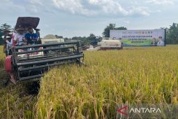 Bapanas minta Pemda kawal kualitas gabah dan harga petani