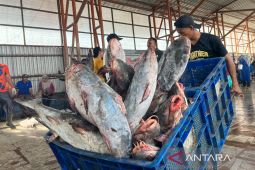 KKP tekankan penangkapan ikan terukur kunci produk perikanan tembus pasar internasional