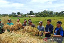 Bulog OKU gencarkan serapan gabah petani selama Ramadhan