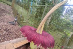 Langka! Bunga bangkai raksasa kembali mekar yang biasanya 4 tahun sekali jadi 1 tahun sekali