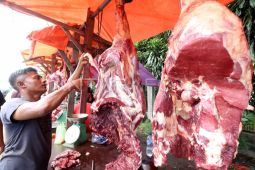 Stok sapi untuk meugang Idul Fitri di Aceh capai 18.149 ekor