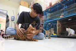 Tempat penitipan kucing di Banda Aceh mulai terima banyak pesanan jelang Lebaran