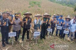Pemkot panen 14 ton jagung hasil petani binaan di Kendari