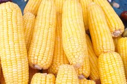 Panen jagung 50 hektar di Lebak gulirkan pendapatan ekonomi ratusan juta