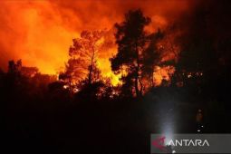 Polisi Korsel tangkap seorang pria diduga penyebab kebakaran hutan