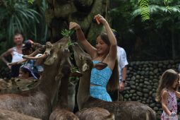 Bali Zoo ramaikan libur Lebaran dengan 10 aktivitas ramah keluarga