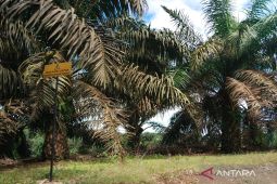 Mukomuko pastikan persediaan bibit sawit cukup untuk PSR