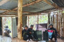Yonif 512/QY amankan ladang ganja 5.000 meter persegi di Pegubin-Papua Pegunungan