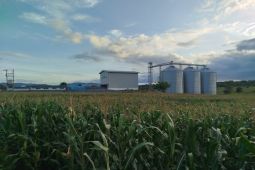 Bulog akan serap 9.000 ton jagung di Bima dan Dompu
