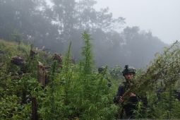 TNI temukan ladang ganja 0,5 hektare di Pegunungan Bintang Papua
