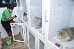 Sunny Pet Hotel Surabaya kebanjiran pelanggan saat libur Lebaran